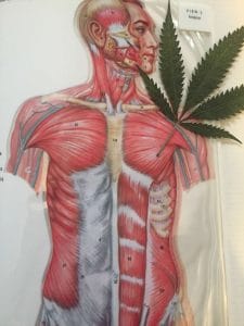 mmj-health