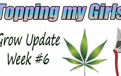 LIVE GROW UPDATE: Topping and Mainlining 6-week old cannabis