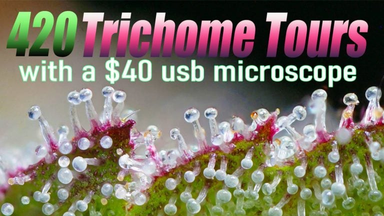 Cannabis Trichome CLOSE-UPS with a USB Microscope