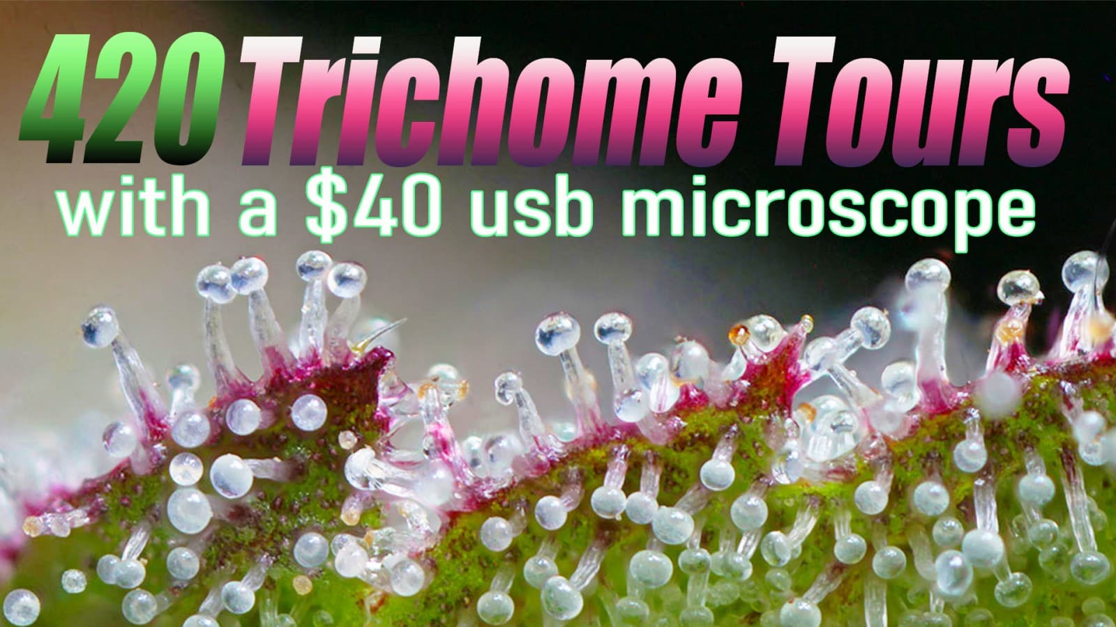 Cannabis Trichome CLOSE-UPS with a USB Microscope