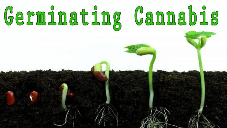 How to Germinate Marijuana: Germinating my Cannabis Seeds for my FIRST GROW