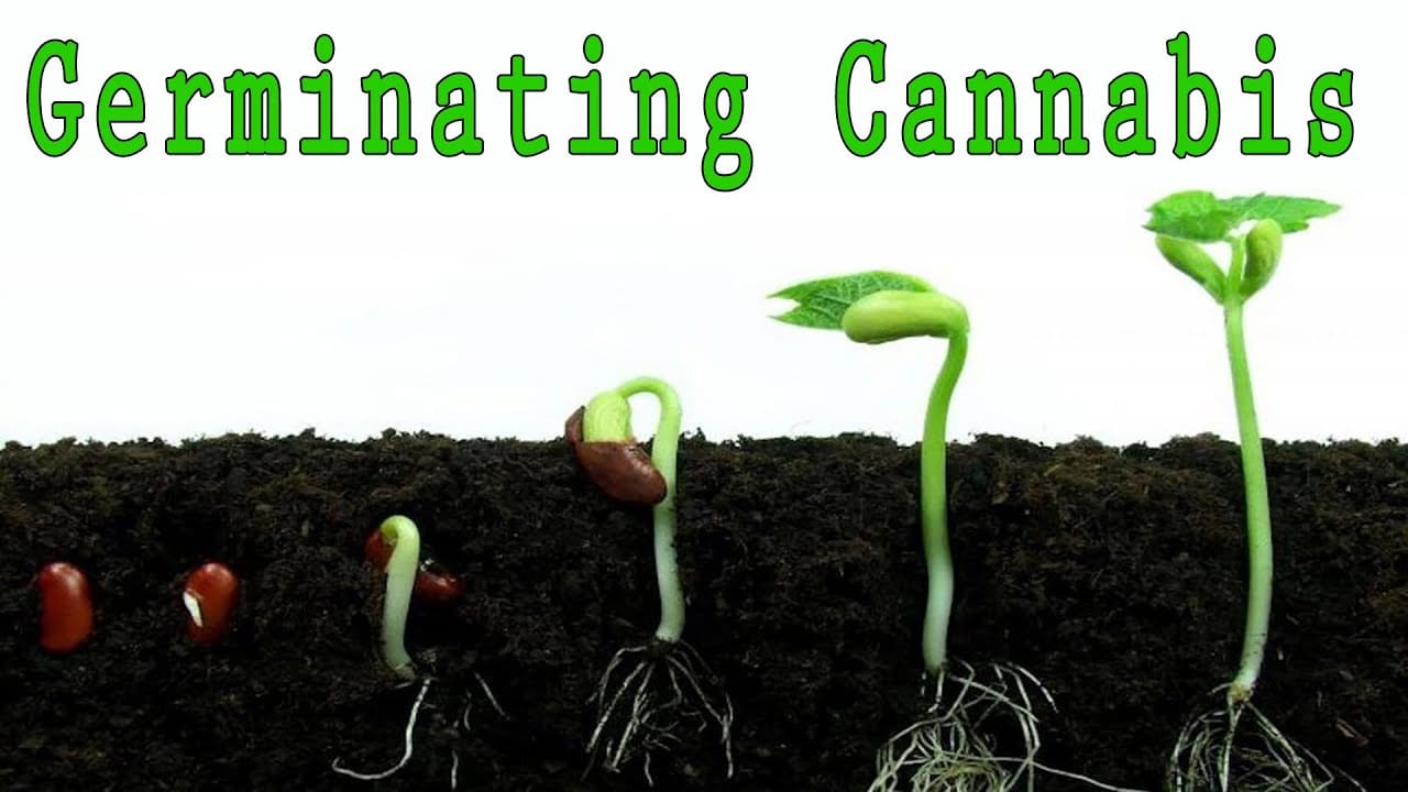 How to Germinate Marijuana: Germinating my Cannabis Seeds for my FIRST GROW