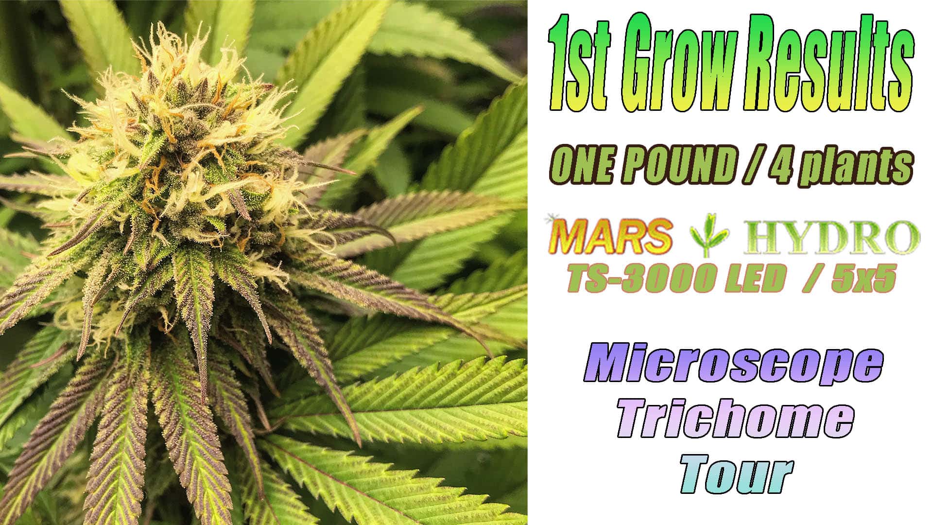 1st 420 Grow: Mars Hydro TS3000 in 5×5 Results & Conclusions