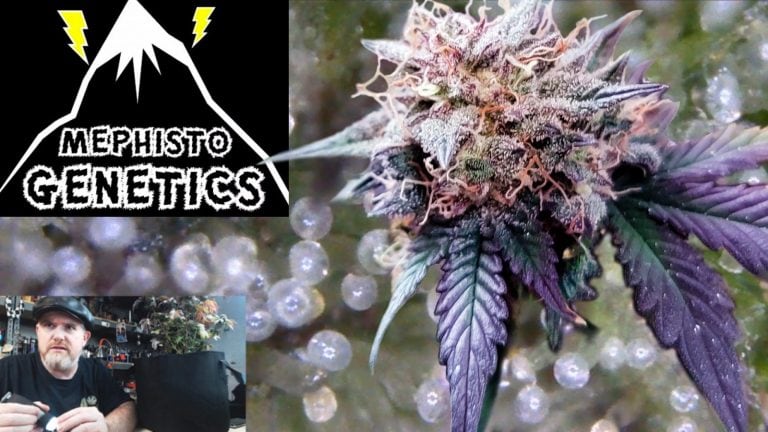 GROW MISTAKES: Harvesting some STANKY Mephisto CREME DE LA CHEM