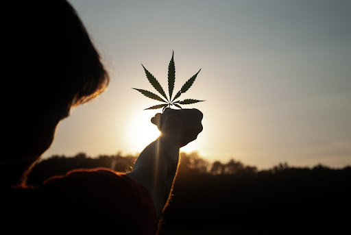 Cannabis terpene header image - marijuana leaf sunset