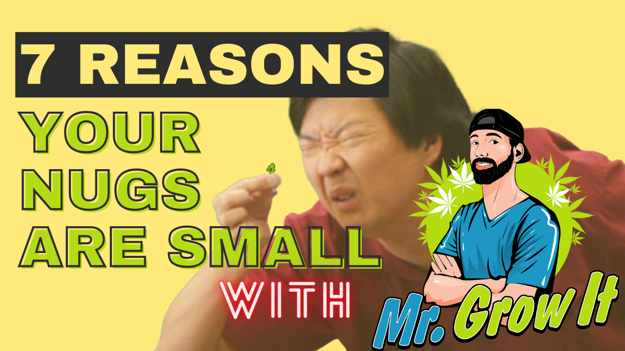 Grow Bigger Buds: 7 Mistakes to Avoid