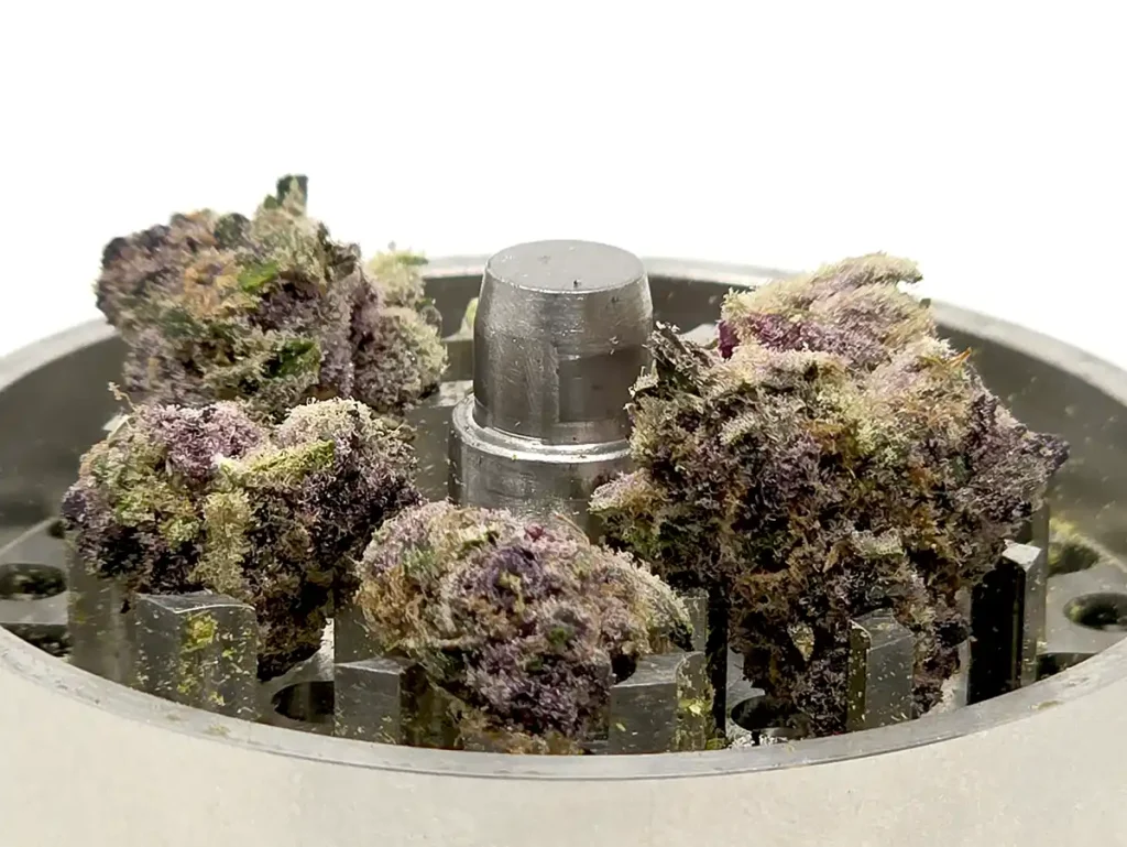 purple nugs of cannabis in the Cyber Grinder teeth